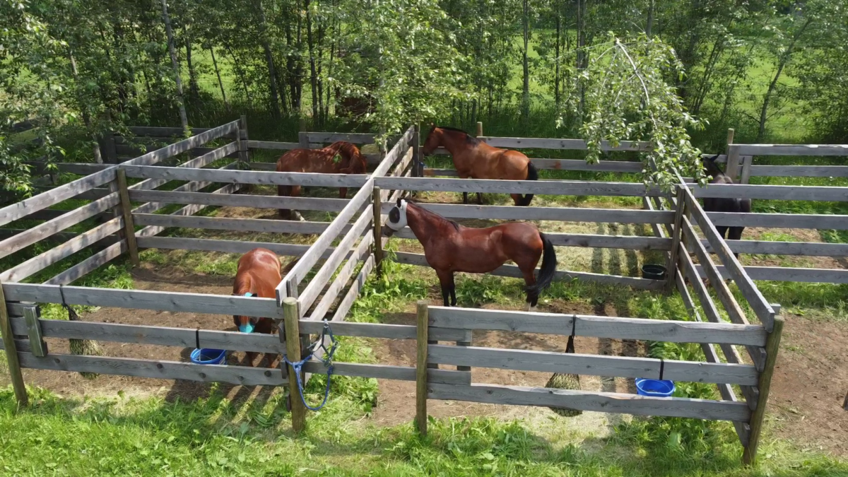 Horse Corrals Wells Gray Golf & RV Resort